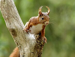 Agrandir l'image (fenêtre modale)