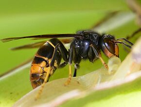 Agrandir l'image (fenêtre modale)