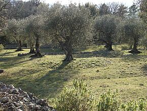 Agrandir l'image (fenêtre modale)