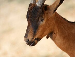 Agrandir l'image (fenêtre modale)