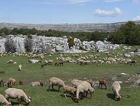 Agrandir l'image (fenêtre modale)