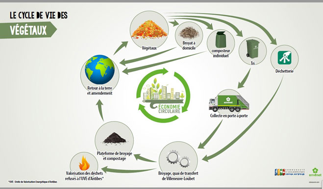 Imagedu cycle de vie des végétaux 